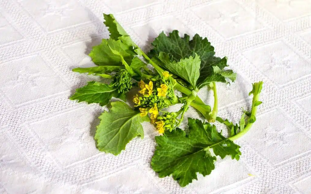 calendario di semina - cime di rapa-broccoli
