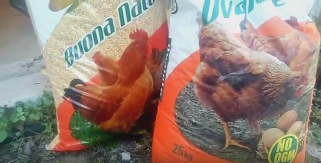Cosa Non Dare Da Mangiare Alle Galline