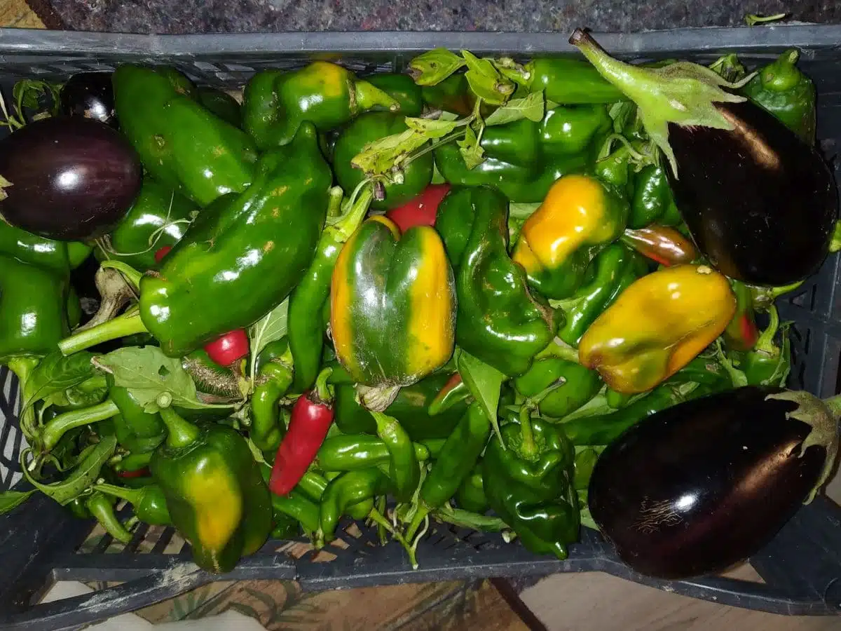 Rincalzo o sbiancamento dei finocchi 2 peperoni e melanzane raccolti a novembre