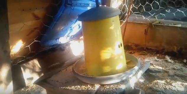 Cosa Non Dare Da Mangiare Alle Galline