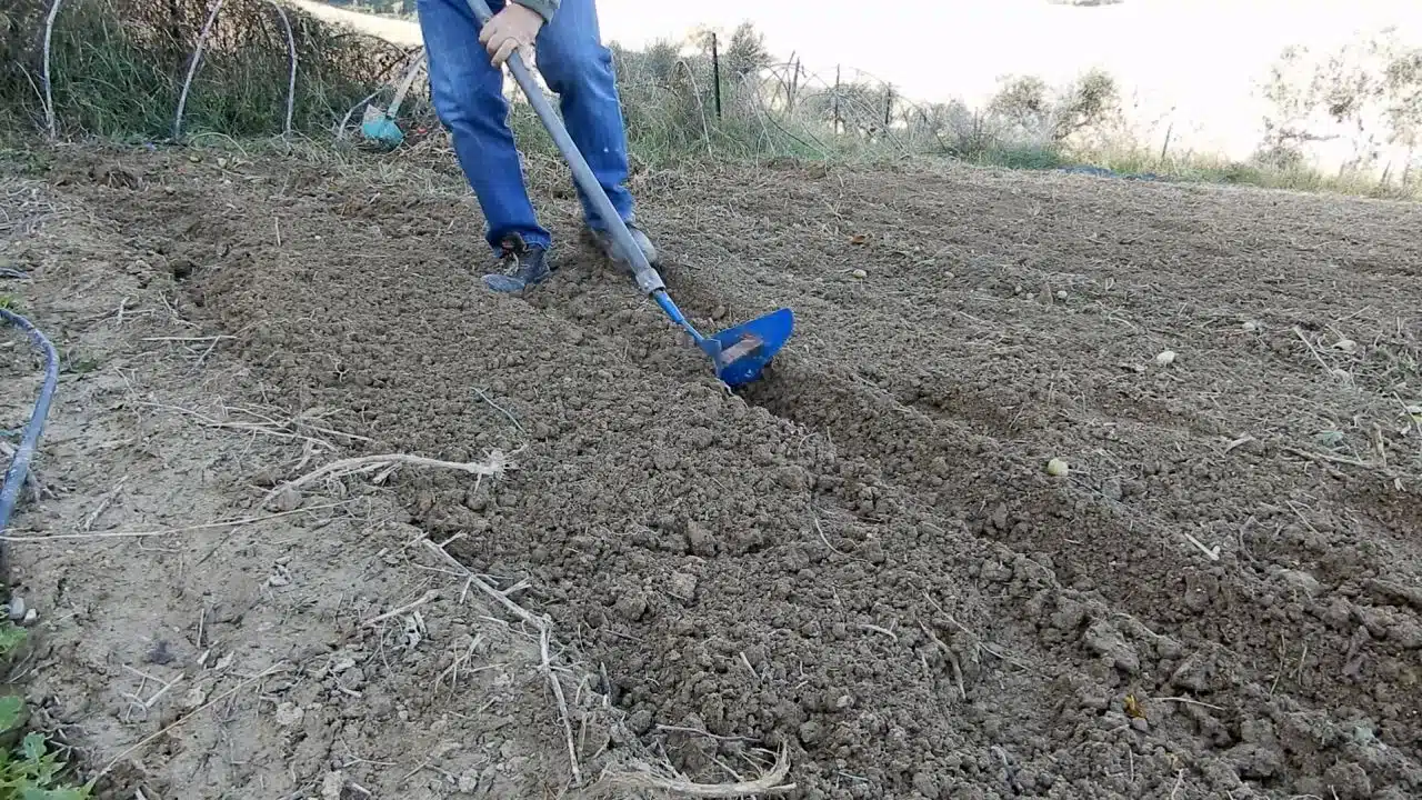 Come si coltivano le fave - Come si seminano le fave