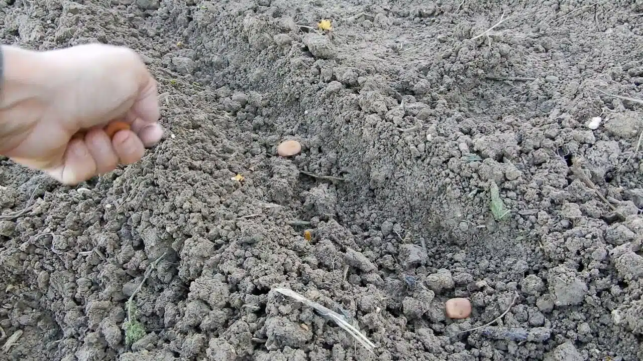 Come si coltivano le fave - Semina delle fave