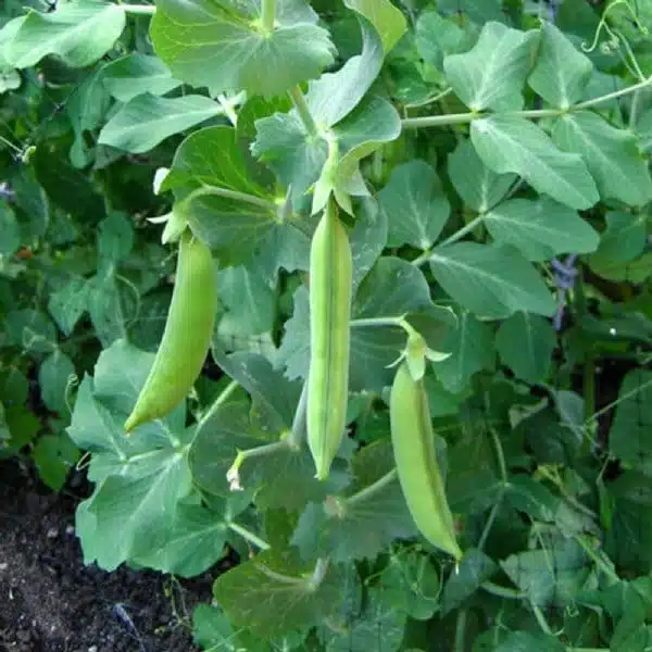 Semina dei piselli. Periodo, distanza e terreno 1 pianta di piselli