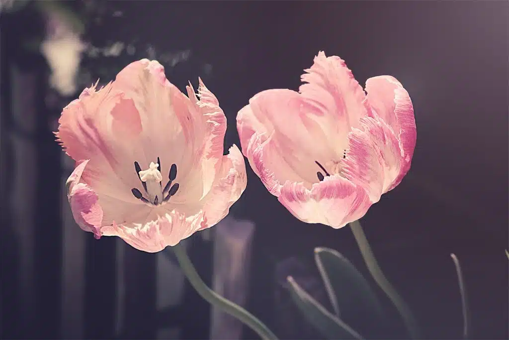 tulipani