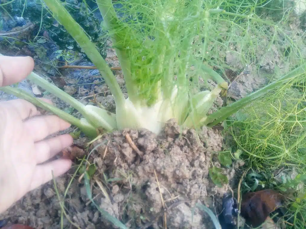 orto a dicembre - finocchi