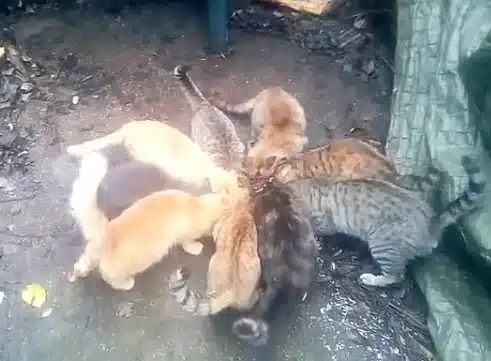 gatti