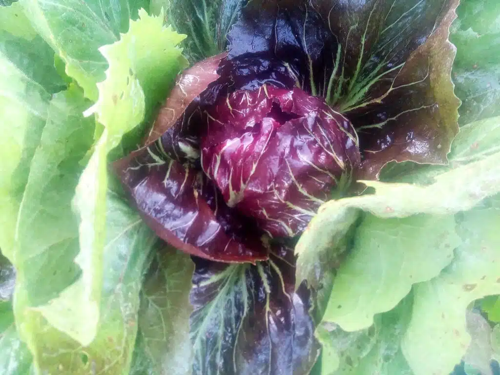 orto a dicembre - radicchio