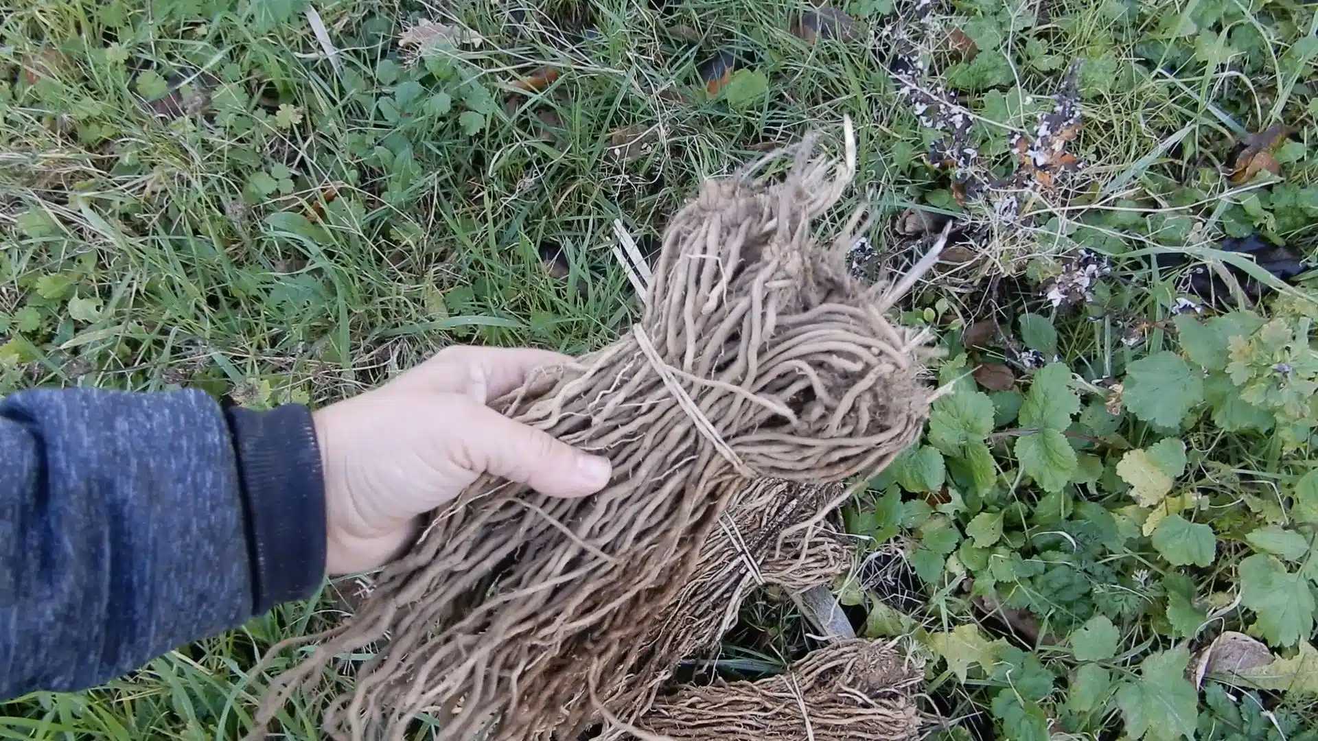 Come si coltivano gli asparagi 3 Come si coltivano gli asparagi-zampe asparagi