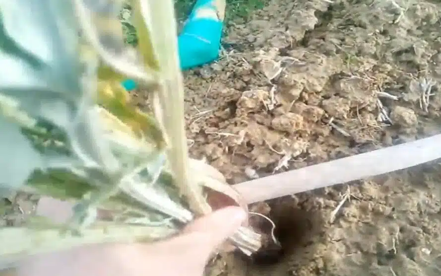 TRAPIANTO-carducci-carciofi