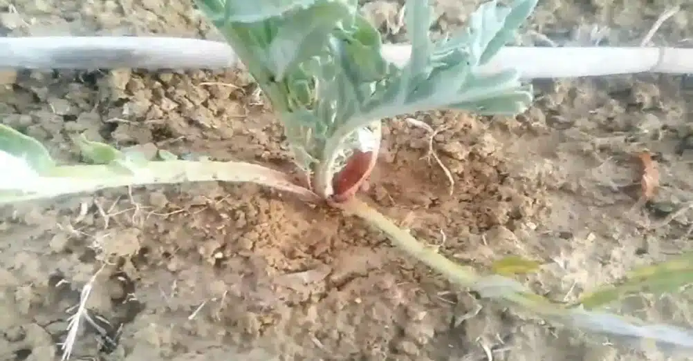 TRAPIANTO-carducci-carciofi