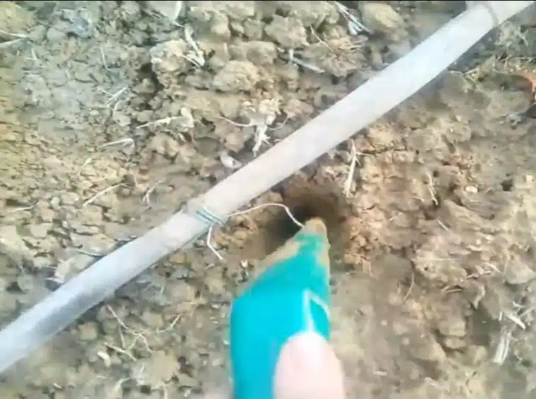 TRAPIANTO-carducci-carciofi