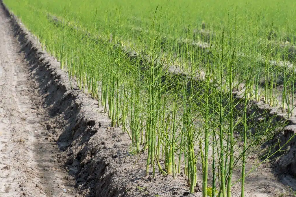 Come si coltivano gli asparagi 10 Come si coltivano gli asparagi-asparagiaia