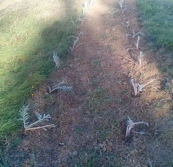 carducci-carciofi-trapiantati