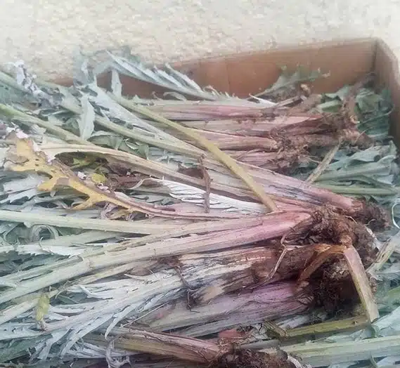 Carciofi terreno, concime, cura e trapianto dei polloni