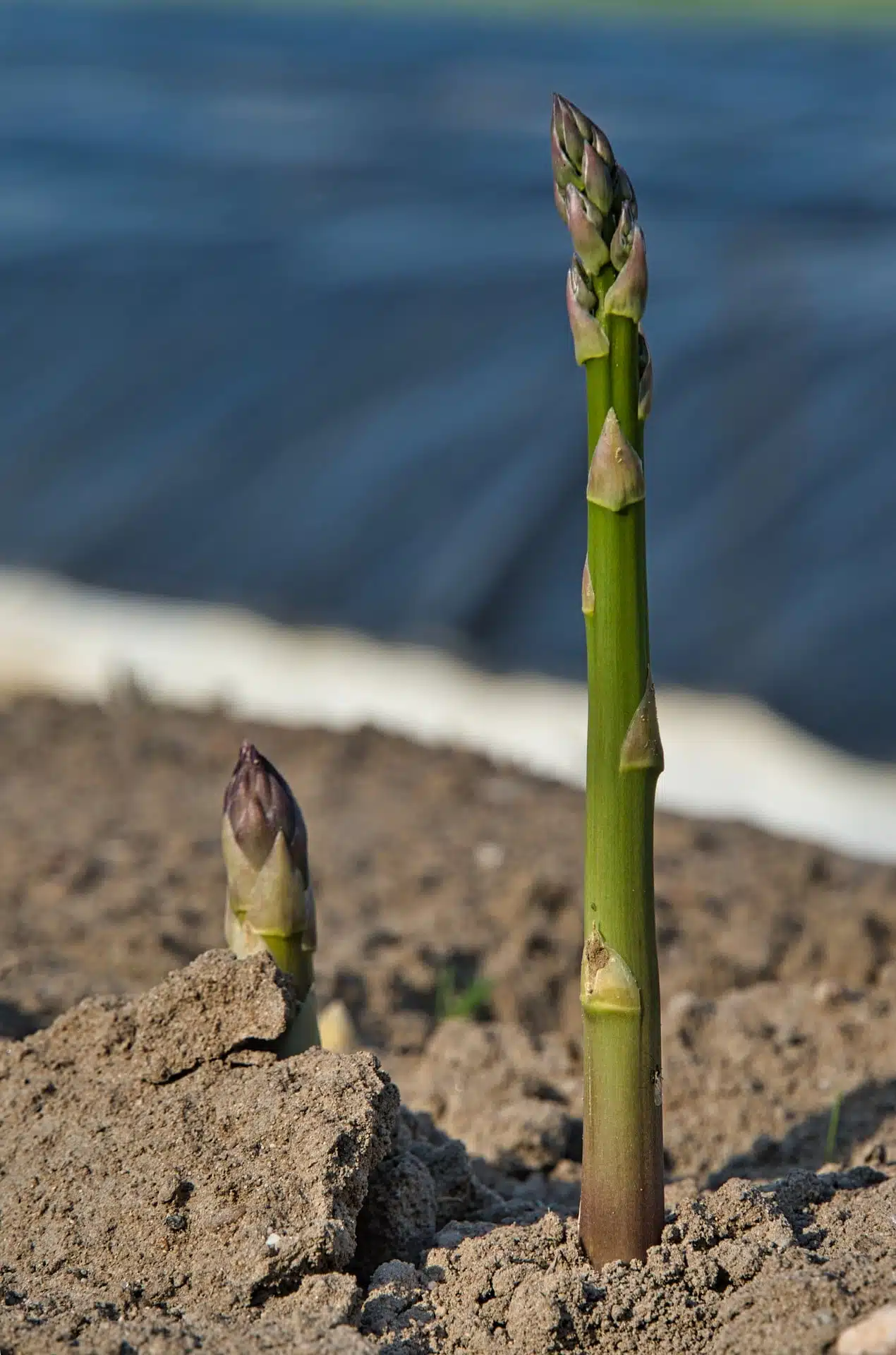 Come si coltivano gli asparagi 9 Coltivazione degli asparagi