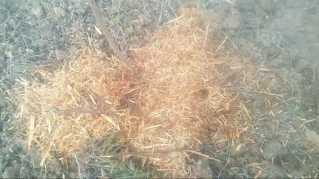 Produrre cippato per pacciamatura e compost 2 cippato per pacciamatura