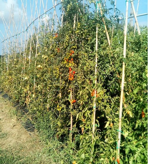 piante di pomodorini