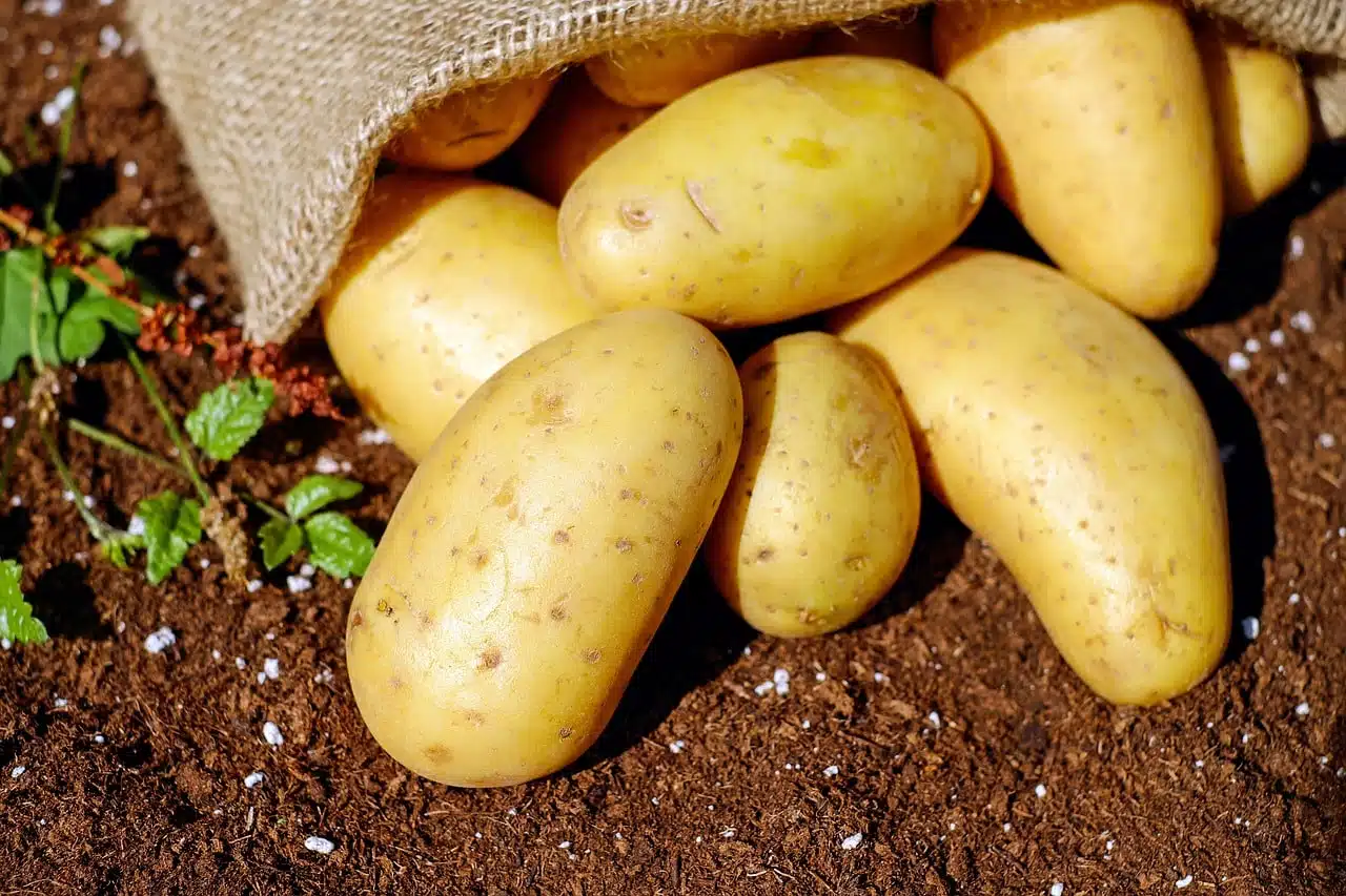 patate da semina