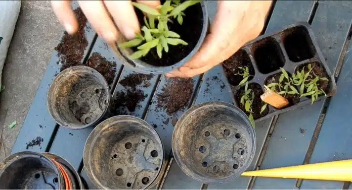 rinvaso piantine 1 Temperatura di germinazione dei semi e profondità di semina-rinvaso piantine da semenzaio