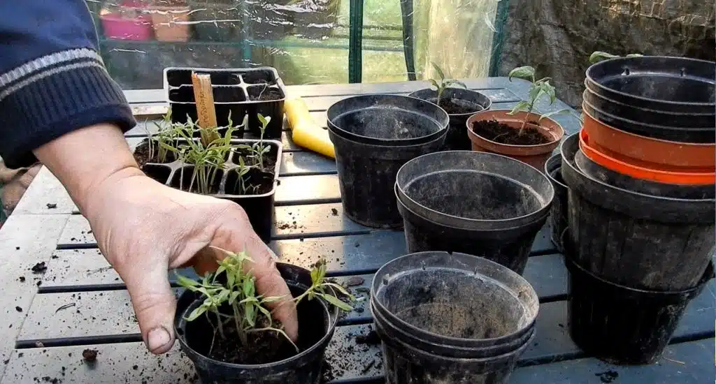 Rinvaso delle piantine nate in semenzaio 6 rinvaso piantine da semenzaio