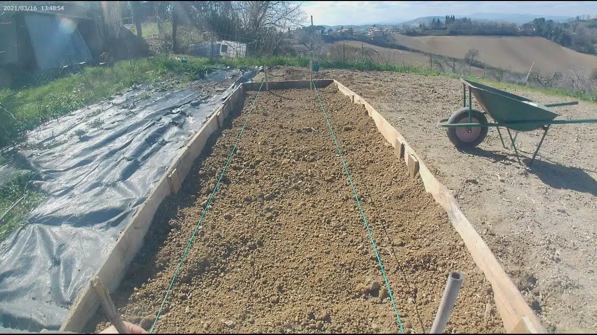 semina delle patate nel cassone 
