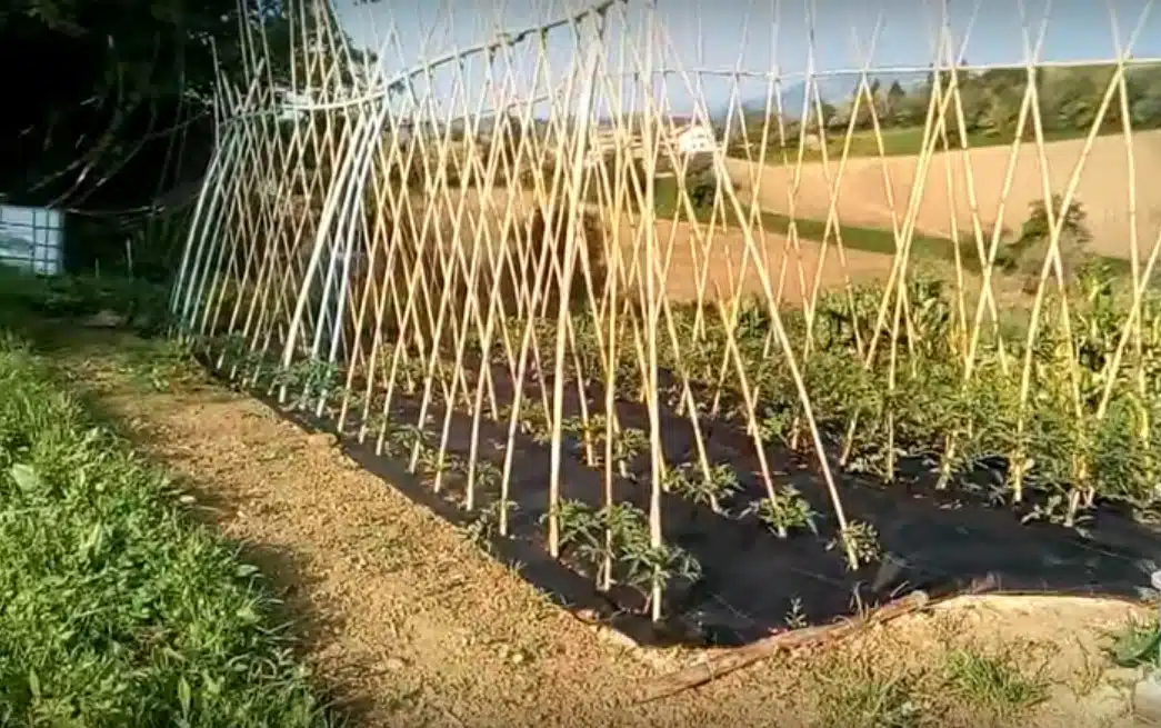Come si coltivano i pomodori. Terreno, concime, malattie e cimici! 17 Come si coltivano i pomodori impianto