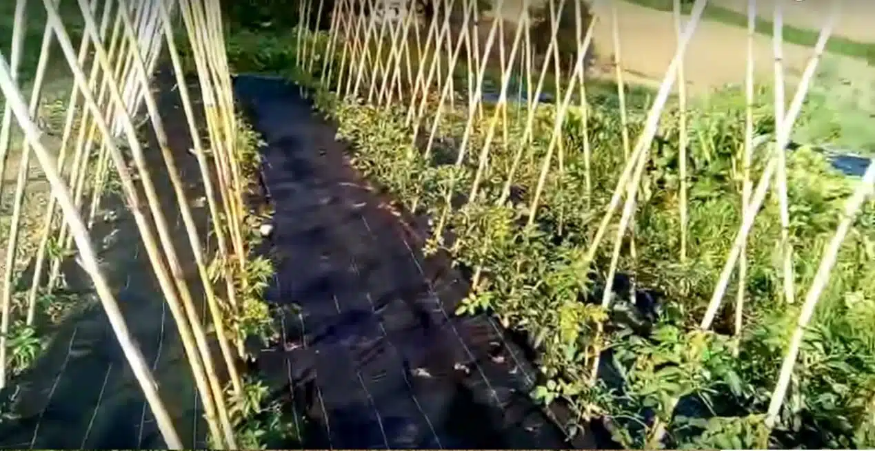 Come si coltivano i pomodori impianto