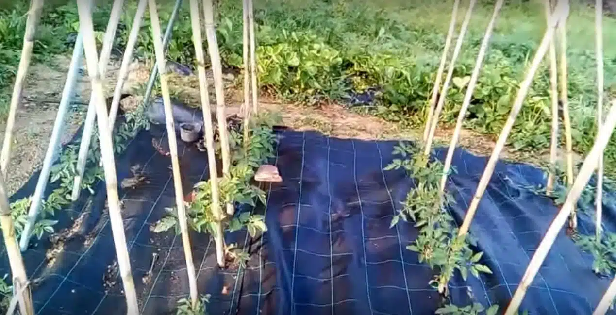 Come si coltivano i pomodori impianto