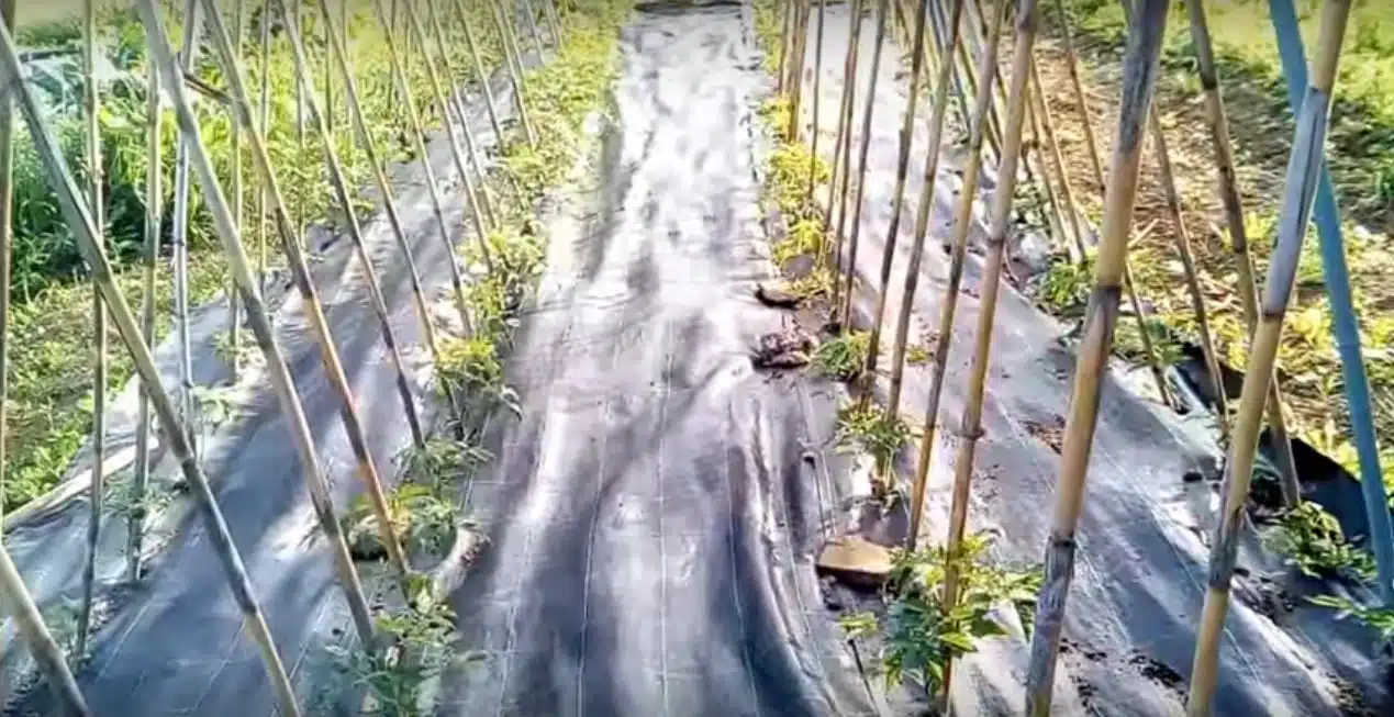 Come si coltivano i pomodori. Terreno, concime, malattie e cimici! 20 Come si coltivano i pomodori impianto