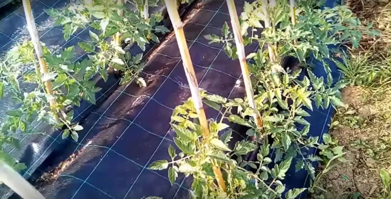 Come si coltivano i pomodori. Terreno, concime, malattie e cimici! 21 pomodori impianto