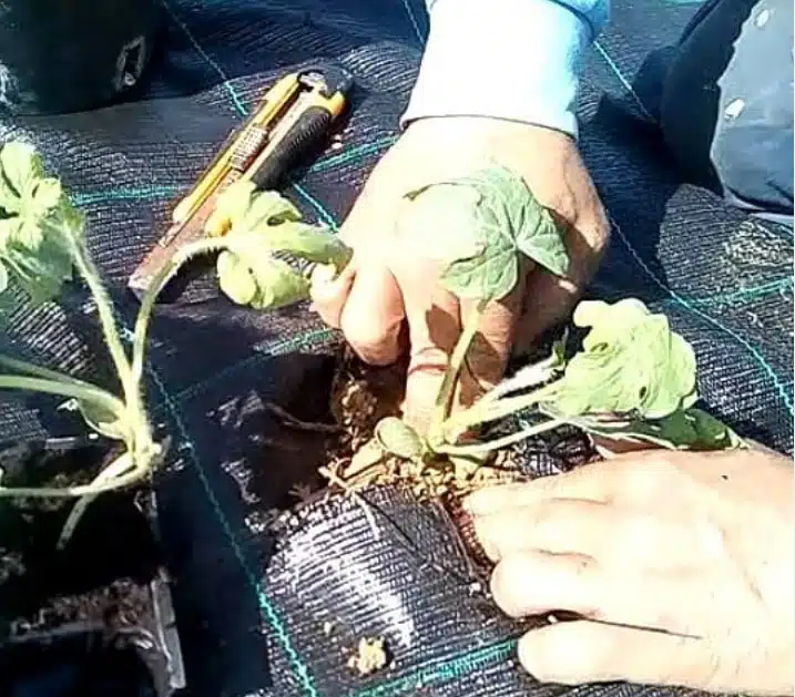 Come si coltivano i pomodori. Terreno, concime, malattie e cimici! 14 pomodori messa a dimora