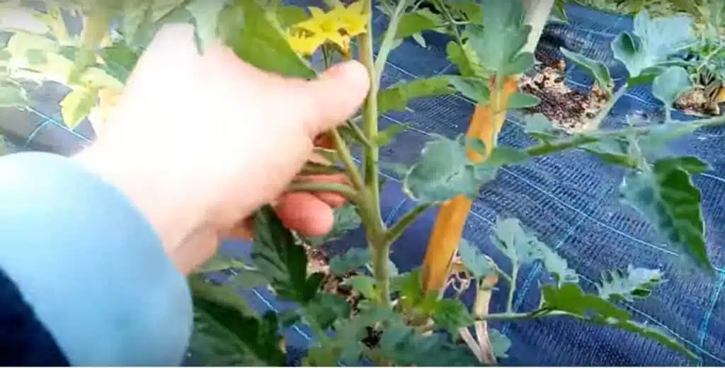 pomodori sfemminellatura getti ascellari Come si coltivano i pomodori sfemminellatura getti ascellari