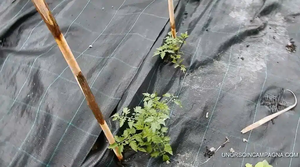 Impalco dei pomodori con le canne distanza