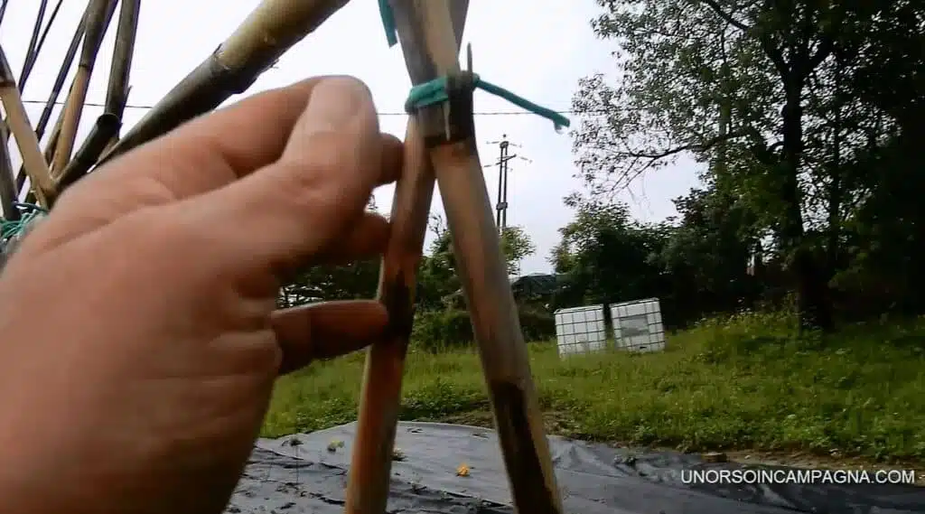 Impalco dei pomodori con le canne Legatura