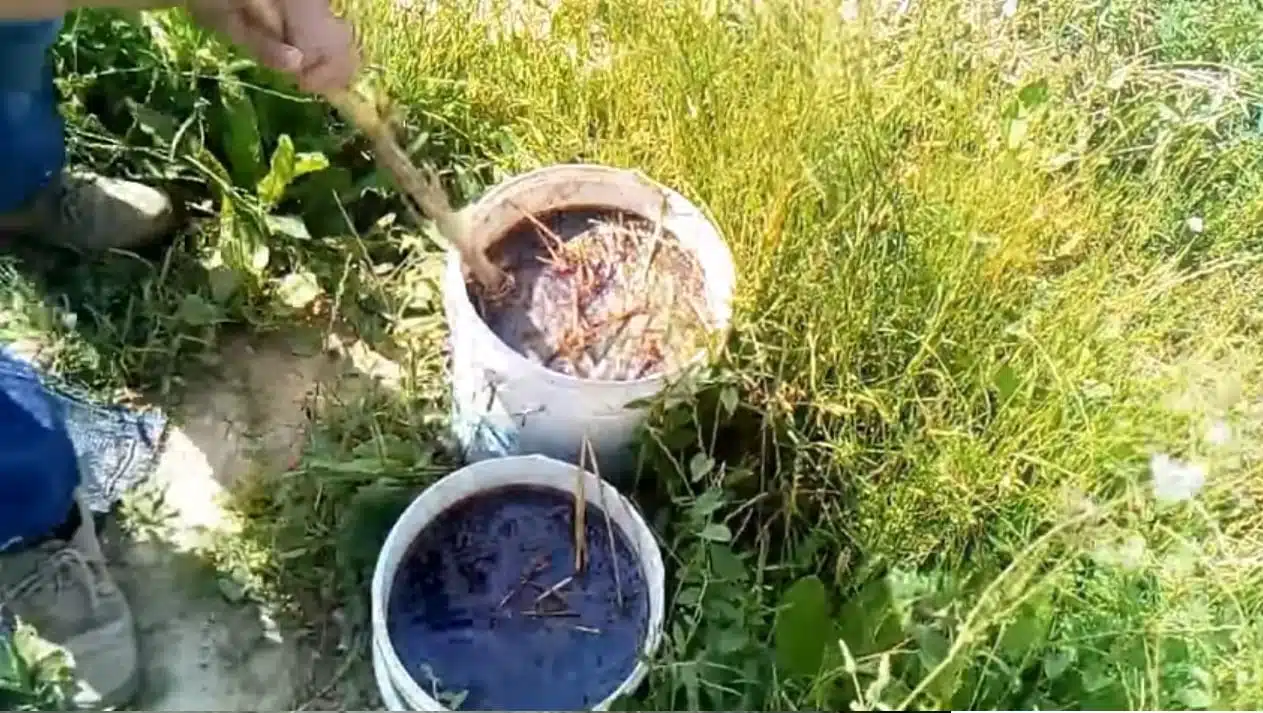 Uso della pollina nell'orto domestico