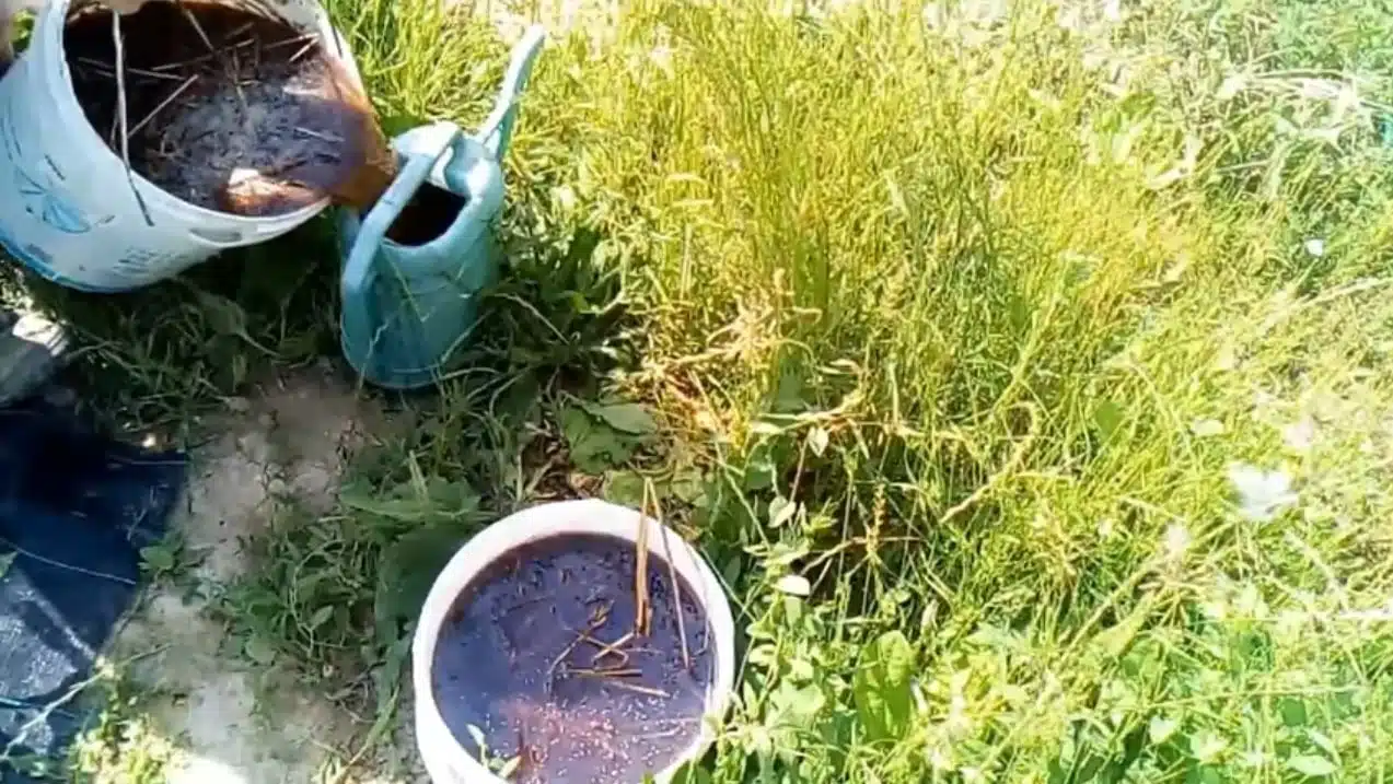 Uso della pollina nell'orto domestico