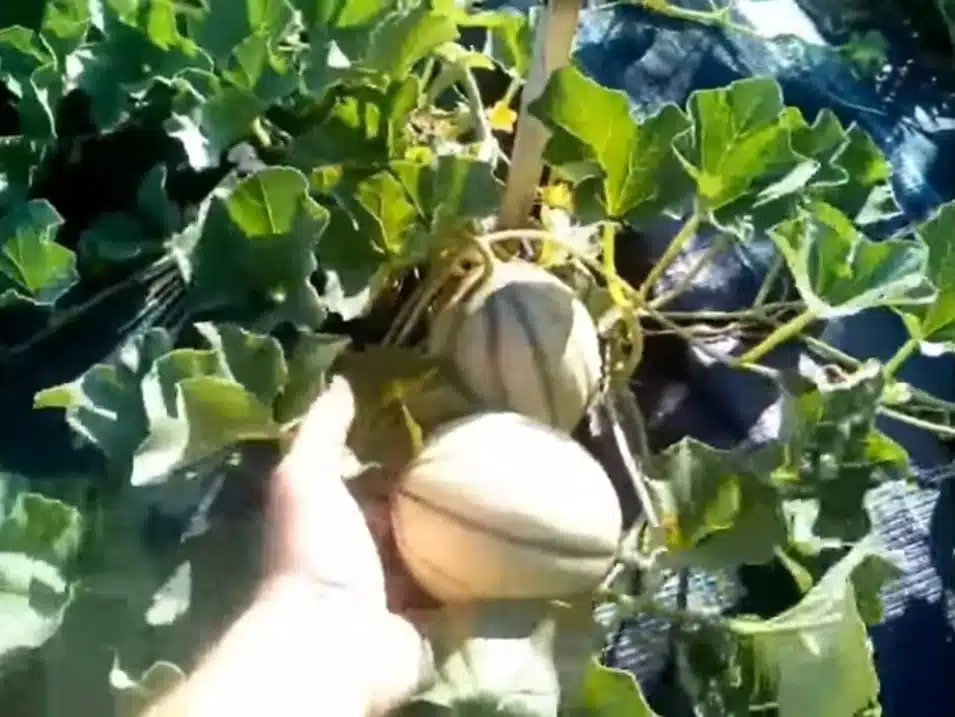 Uso della pollina nell'orto domestico su meloni