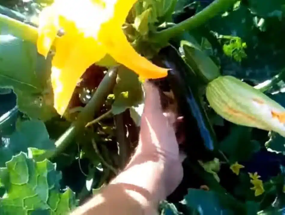 Uso della pollina nell'orto domestico su zucchine