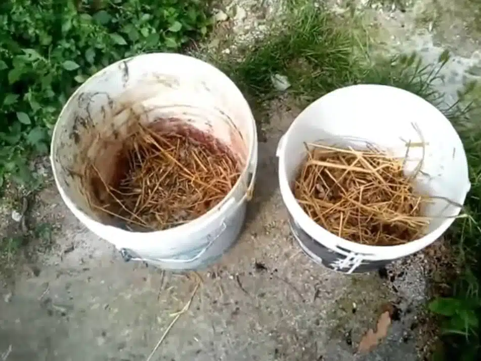 Uso della pollina nell'orto domestico