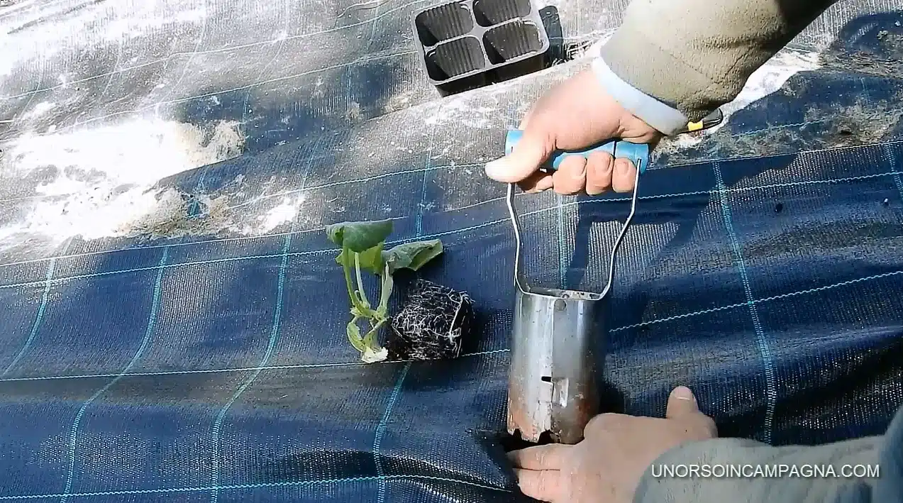 trapianto zucchine