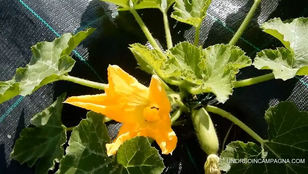 come eliminare le formiche nell'orto - zucchine