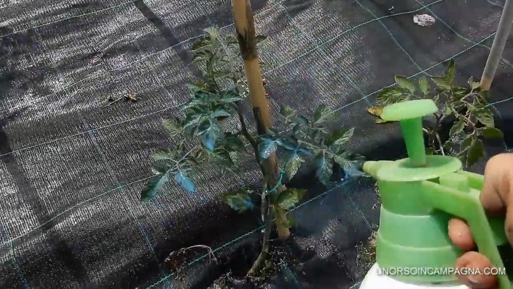 poltiglia bordolese peronospora pomodori