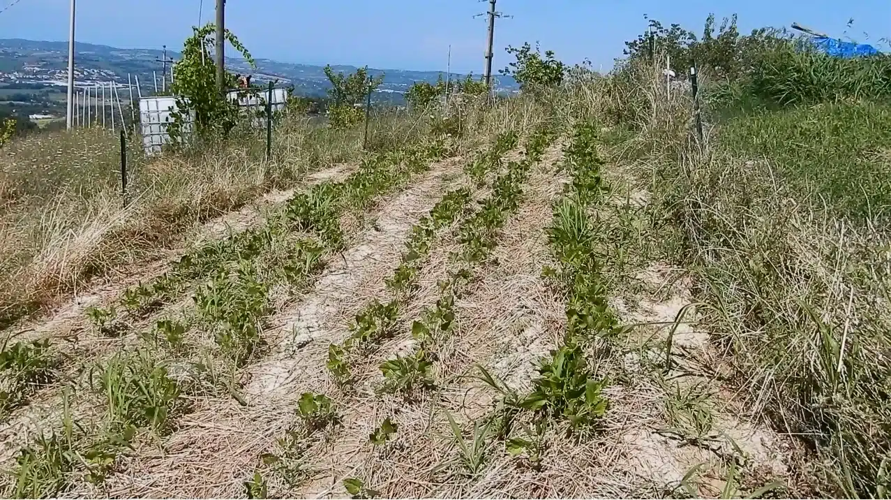 coltivazione fagioli e fagiolini
