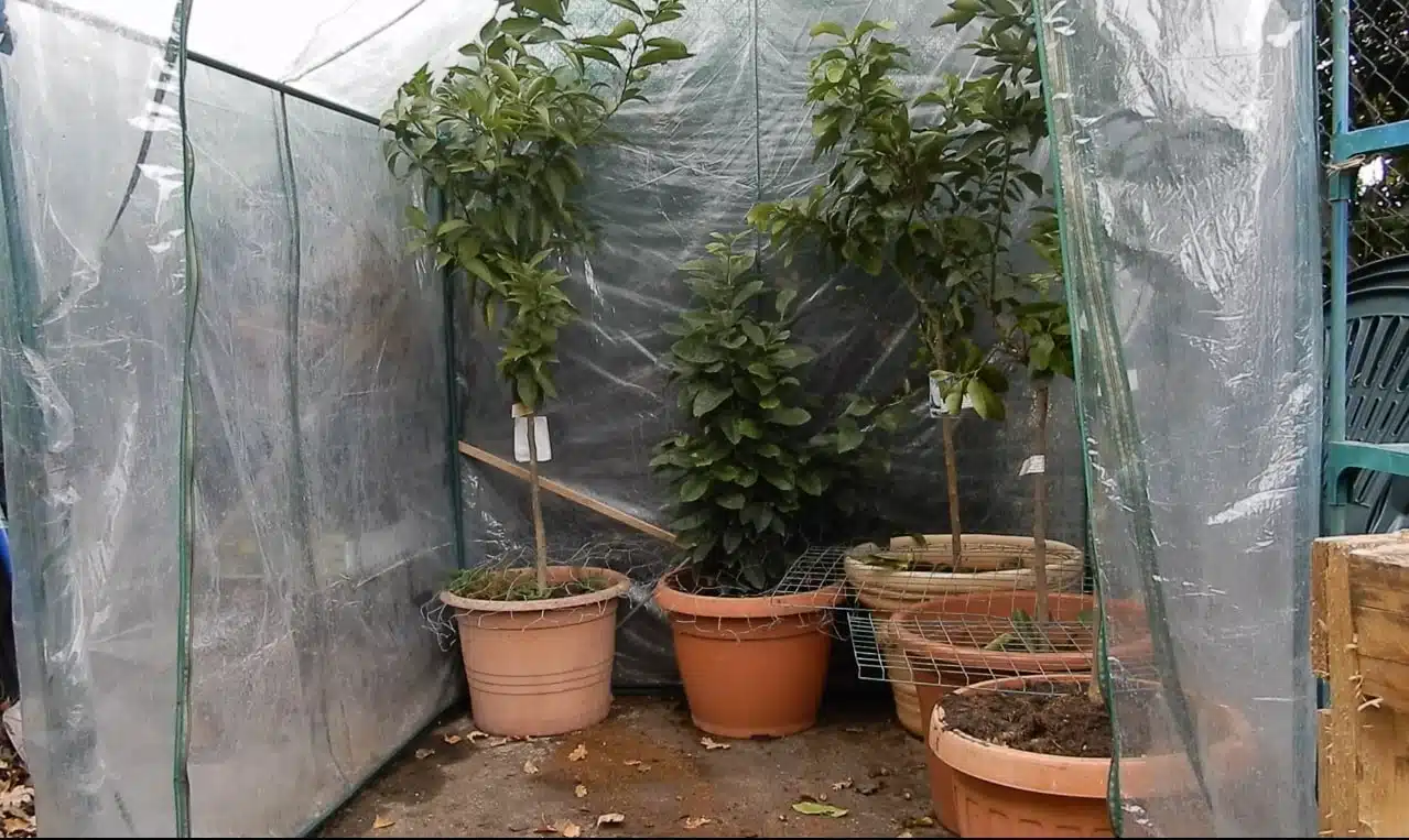 Come proteggere dal freddo gli agrumi in vaso - agrumi in serra per inverno 