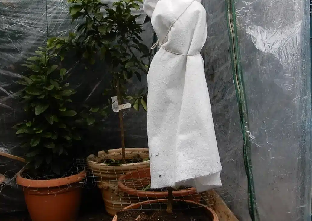 Come proteggere dal freddo gli agrumi in vaso - agrumi in serra per inverno