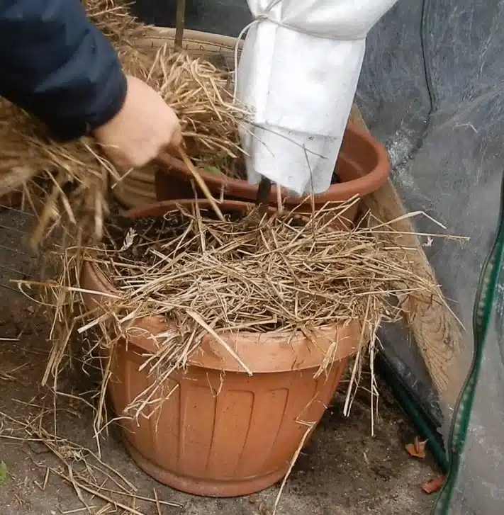 Come proteggere dal freddo gli agrumi in vaso - pacciamatura dei vasi