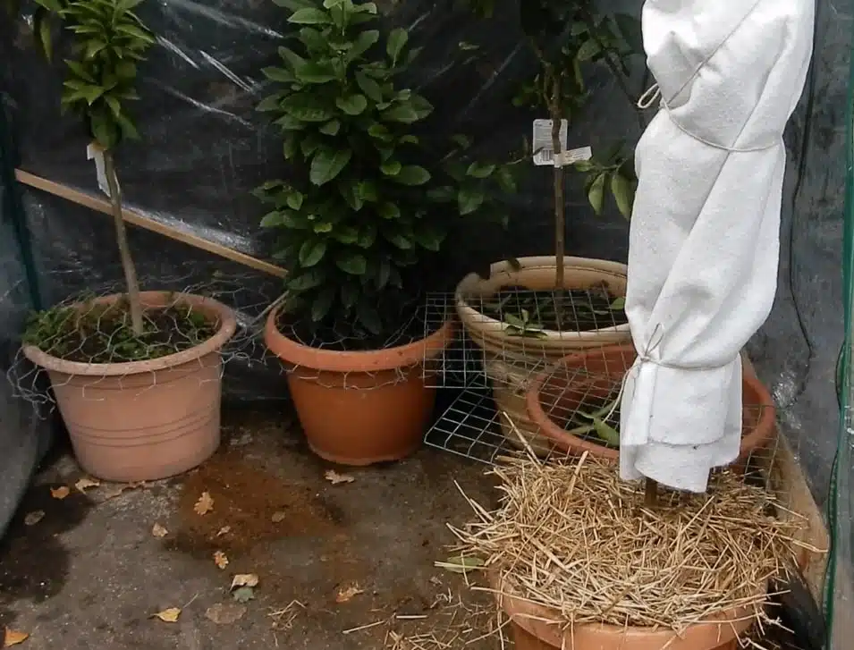 Come proteggere dal freddo gli agrumi in vaso - pacciamatura dei vasi 