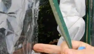 Come proteggere dal freddo gli agrumi in vaso - TELO SERRA ROTTO