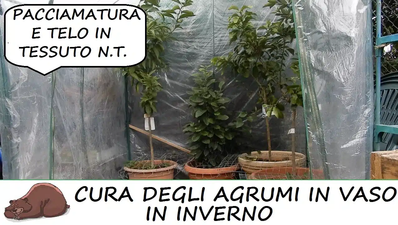 Agrumi in serra per inverno
