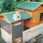 pollaio per galline ovaiole